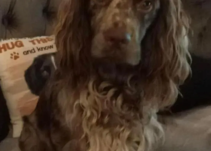 דירה 8 Berth Caravan At Blue Dolphin East Coast