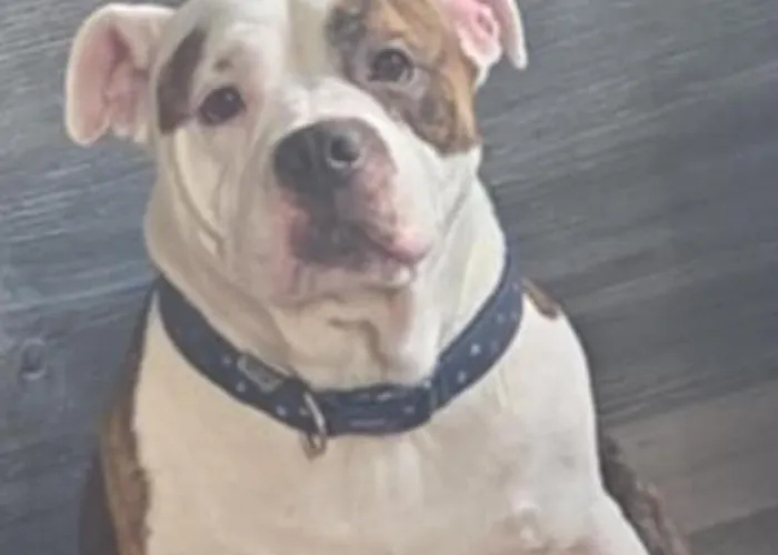 8 Berth Caravan At Blue Dolphin East Coast