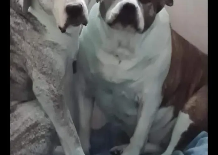 8 Berth Caravan At Blue Dolphin East Coast *